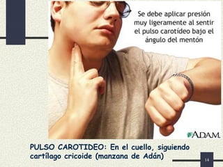 14
PULSO CAROTIDEO: En el cuello, siguiendo
cartílago cricoide (manzana de Adán)
 