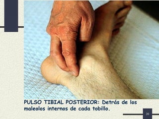 20
PULSO TIBIAL POSTERIOR: Detrás de los
maleolos internos de cada tobillo.
 