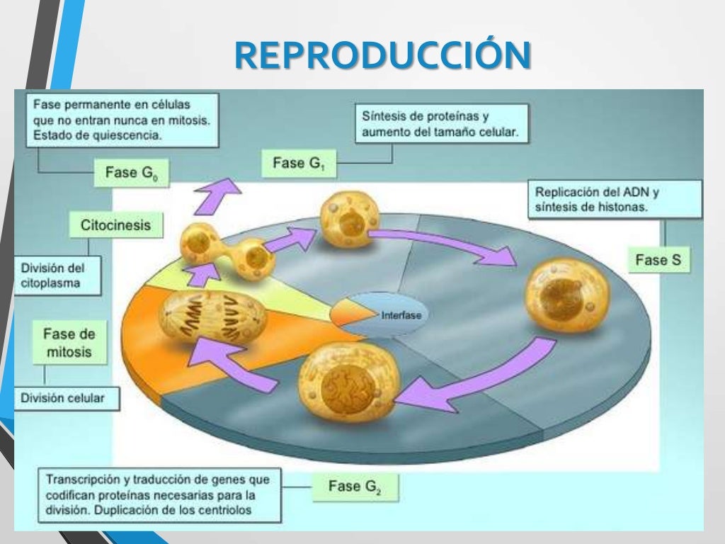 FUNCIONES VITALES DE LA CELULA