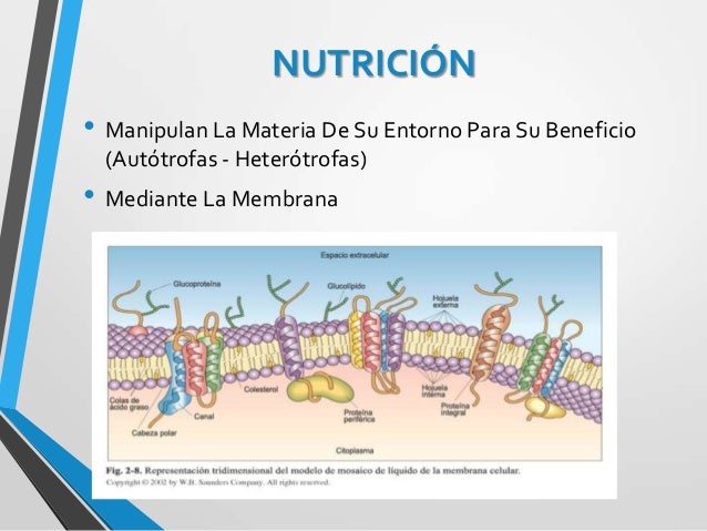 Resultado de imagen para las funciones vitales de la celula NUTRICION