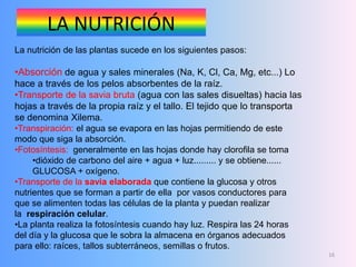 16
La nutrición de las plantas sucede en los siguientes pasos:
•Absorción de agua y sales minerales (Na, K, Cl, Ca, Mg, etc...) Lo
hace a través de los pelos absorbentes de la raíz.
•Transporte de la savia bruta (agua con las sales disueltas) hacia las
hojas a través de la propia raíz y el tallo. El tejido que lo transporta
se denomina Xilema.
•Transpiración: el agua se evapora en las hojas permitiendo de este
modo que siga la absorción.
•Fotosíntesis: generalmente en las hojas donde hay clorofila se toma
•dióxido de carbono del aire + agua + luz......... y se obtiene......
GLUCOSA + oxígeno.
•Transporte de la savia elaborada que contiene la glucosa y otros
nutrientes que se forman a partir de ella por vasos conductores para
que se alimenten todas las células de la planta y puedan realizar
la respiración celular.
•La planta realiza la fotosíntesis cuando hay luz. Respira las 24 horas
del día y la glucosa que le sobra la almacena en órganos adecuados
para ello: raíces, tallos subterráneos, semillas o frutos.
LA NUTRICIÓN
 