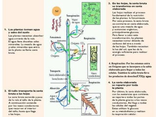 17
4. Respiración: Por los estomas entra
en Oxigeno que se incorpora a la sabia
elaborada para llegar a todas las
celulas. Tambien la sabia bruta lleva
los productos de desecho(CO2)y agua
 