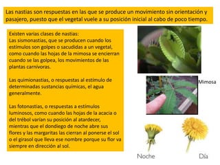 24
Las nastias son respuestas en las que se produce un movimiento sin orientación y
pasajero, puesto que el vegetal vuele a su posición inicial al cabo de poco tiempo.
Existen varias clases de nastias:
Las sismonastias, que se producen cuando los
estímulos son golpes o sacudidas a un vegetal,
como cuando las hojas de la mimosa se encierran
cuando se las golpea, los movimientos de las
plantas carnívoras.
Las quimionastias, o respuestas al estímulo de
determinadas sustancias químicas, el agua
generalmente.
Las fotonastias, o respuestas a estímulos
luminosos, como cuando las hojas de la acacia o
del trébol varían su posición al atardecer,
mientras que el dondiego de noche abre sus
flores y las margaritas las cierran al ponerse el sol
o el girasol que lleva ese nombre porque su flor va
siempre en dirección al sol.
Mimosa
 