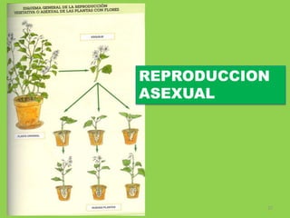 27
REPRODUCCION
ASEXUAL
 