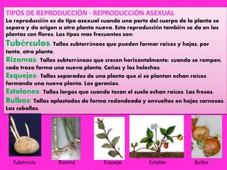 28
TIPOS DE REPRODUCCIÓN - REPRODUCCIÓN ASEXUAL
La reproducción es de tipo asexual cuando una parte del cuerpo de la planta se
separa y da origen a otra planta nueva. Esta reproducción también se da en las
plantas con flores. Los tipos mas frecuentes son:
Tubérculos: Tallos subterráneos que pueden formar raíces y hojas, por
tanto, otra planta.
Rizomas: Tallos subterráneos que crecen horizontalmente; cuando se rompen,
cada trozo forma una nueva planta. Cañas y los helechos.
Esquejes: Tallos separados de una planta que si se plantan echan raíces
formando una nueva planta. Los geranios.
Estolones: Tallos largos que cuando tocan el suelo echan raíces. Las fresas.
Bulbos: Tallos aplastados de forma redondeada y envueltos en hojas carnosas.
Las cebollas.
Tubérculo Rizoma Esqueje Estolón Bulbo
 
