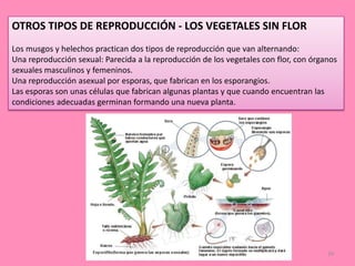 29
OTROS TIPOS DE REPRODUCCIÓN - LOS VEGETALES SIN FLOR
Los musgos y helechos practican dos tipos de reproducción que van alternando:
Una reproducción sexual: Parecida a la reproducción de los vegetales con flor, con órganos
sexuales masculinos y femeninos.
Una reproducción asexual por esporas, que fabrican en los esporangios.
Las esporas son unas células que fabrican algunas plantas y que cuando encuentran las
condiciones adecuadas germinan formando una nueva planta.
 