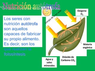 Los seres con
nutrición autótrofa
son aquellos
capaces de fabricar
su propio alimento.
Es decir, son los
que realizan la
fotosíntesis
Oxígeno
O2
Agua y
sales
minerales
Dióxido de
Carbono CO2
Materia
orgánica
 