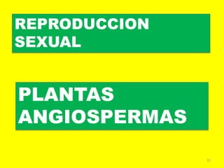 31
REPRODUCCION
SEXUAL
PLANTAS
ANGIOSPERMAS
 