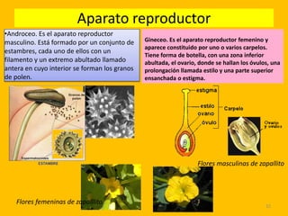 Aparato reproductor
Gineceo. Es el aparato reproductor femenino y
aparece constituido por uno o varios carpelos.
Tiene forma de botella, con una zona inferior
abultada, el ovario, donde se hallan los óvulos, una
prolongación llamada estilo y una parte superior
ensanchada o estigma.
32
•Androceo. Es el aparato reproductor
masculino. Está formado por un conjunto de
estambres, cada uno de ellos con un
filamento y un extremo abultado llamado
antera en cuyo interior se forman los granos
de polen.
Flores femeninas de zapalllito
Flores masculinas de zapallito
 