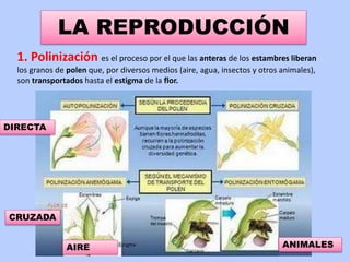 LA REPRODUCCIÓN
33
1. Polinización es el proceso por el que las anteras de los estambres liberan
los granos de polen que, por diversos medios (aire, agua, insectos y otros animales),
son transportados hasta el estigma de la flor.
DIRECTA
CRUZADA
AIRE ANIMALES
 