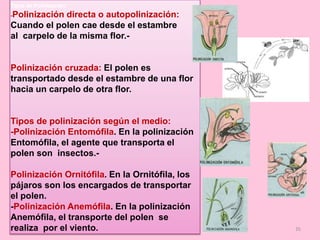 35
Tipos de Polinización:
-Polinización directa o autopolinización:
Cuando el polen cae desde el estambre
al carpelo de la misma flor.-
Polinización cruzada: El polen es
transportado desde el estambre de una flor
hacia un carpelo de otra flor.
Tipos de polinización según el medio:
-Polinización Entomófila. En la polinización
Entomófila, el agente que transporta el
polen son insectos.-
Polinización Ornitófila. En la Ornitófila, los
pájaros son los encargados de transportar
el polen.
-Polinización Anemófila. En la polinización
Anemófila, el transporte del polen se
realiza por el viento.
 