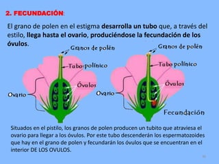36
El grano de polen en el estigma desarrolla un tubo que, a través del
estilo, llega hasta el ovario, produciéndose la fecundación de los
óvulos.
2. FECUNDACIÓN:
Situados en el pistilo, los granos de polen producen un tubito que atraviesa el
ovario para llegar a los óvulos. Por este tubo descenderán los espermatozoides
que hay en el grano de polen y fecundarán los óvulos que se encuentran en el
interior DE LOS OVULOS.
 