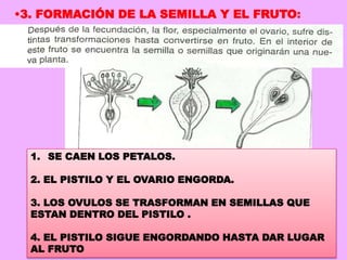 37
•3. FORMACIÓN DE LA SEMILLA Y EL FRUTO:
1. SE CAEN LOS PETALOS.
2. EL PISTILO Y EL OVARIO ENGORDA.
3. LOS OVULOS SE TRASFORMAN EN SEMILLAS QUE
ESTAN DENTRO DEL PISTILO .
4. EL PISTILO SIGUE ENGORDANDO HASTA DAR LUGAR
AL FRUTO
 