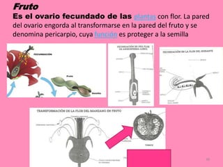 Fruto
Es el ovario fecundado de las plantas con flor. La pared
del ovario engorda al transformarse en la pared del fruto y se
denomina pericarpio, cuya función es proteger a la semilla
38
 