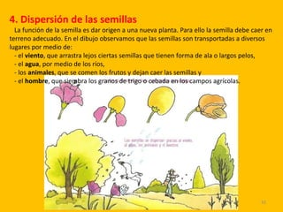 Profesor: Manuel Jesús Virella Sánchez 42
4. Dispersión de las semillas
La función de la semilla es dar origen a una nueva planta. Para ello la semilla debe caer en
terreno adecuado. En el dibujo observamos que las semillas son transportadas a diversos
lugares por medio de:
- el viento, que arrastra lejos ciertas semillas que tienen forma de ala o largos pelos,
- el agua, por medio de los ríos,
- los animales, que se comen los frutos y dejan caer las semillas y
- el hombre, que siembra los granos de trigo o cebada en los campos agrícolas.
 