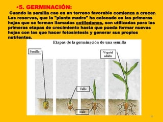 43
•5. GERMINACIÓN:
Cuando la semilla cae en un terreno favorable comienza a crecer.
Las reservas, que la "planta madre" ha colocado en las primeras
hojas que se forman llamadas cotiledones, son utilizadas para las
primeras etapas de crecimiento hasta que pueda formar nuevas
hojas con las que hacer fotosíntesis y generar sus propios
nutrientes.
 