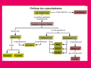 Funcionesvitalesdelasplantas 120429130042-phpapp01