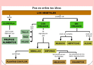 Funcionesvitalesdelasplantas 120429130042-phpapp01