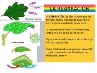 5
LA RESPIRACIÓN Las plantas igual que los
animales respiran: tomando oxígeno del
aire y expulsando dióxido de carbono.
La respiración se realiza Continuamente,
tanto por el día como por la noche.
El proceso se realiza sobre todo en las hojas
y en los tallos verdes.
Como producto de la respiración las plantas
como los animales también desprenden
dióxido de carbono.
LA RESPIRACIÓN
Los estomas
 