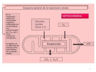 6
MITOCONDRIA
 