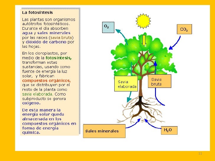 Funciones vitales de las plantas