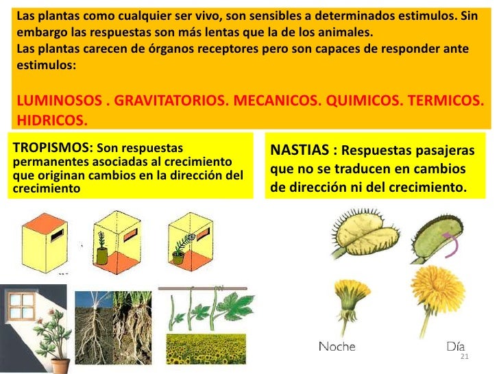 Funciones vitales de las plantas