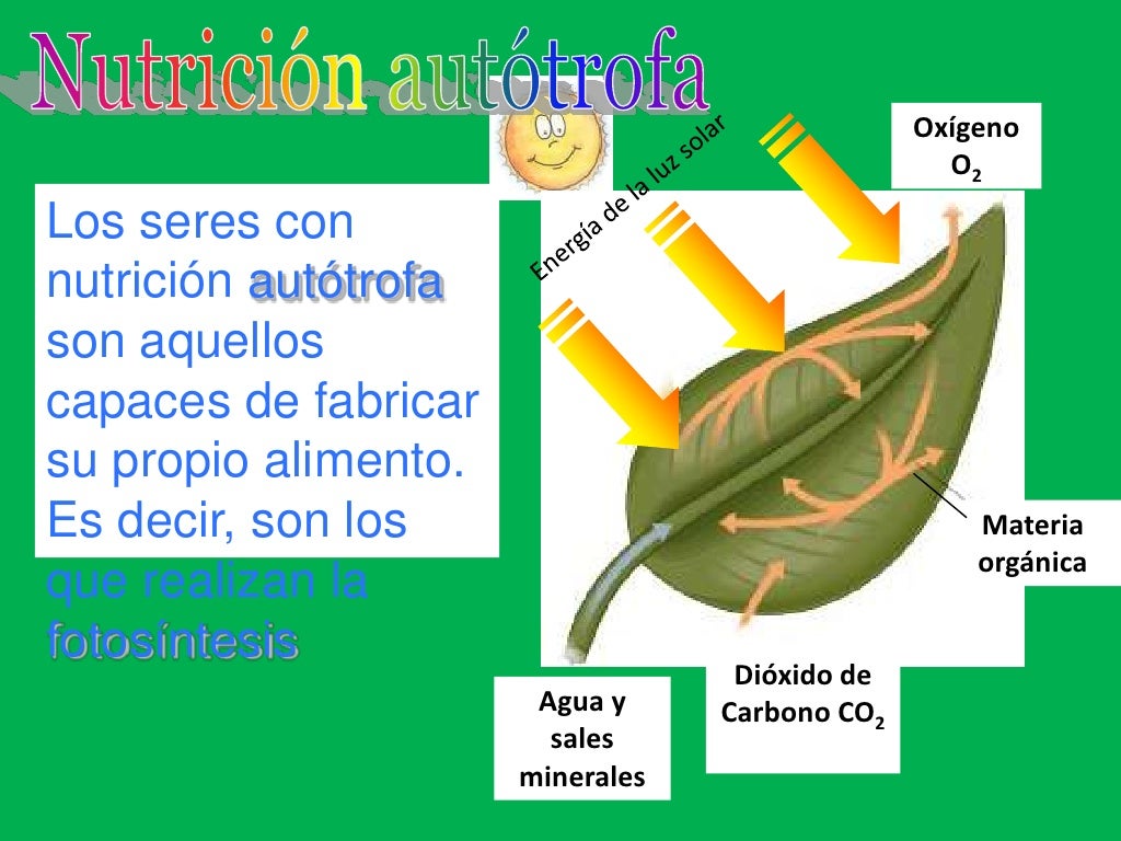 Funciones vitales de las plantas
