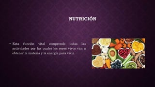 NUTRICIÓN
• Esta función vital comprende todas las
actividades por las cuales los seres vivos van a
obtener la materia y l...