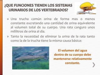 » Una trucha común orina de forma mas o menos 
constante excretando una cantidad de orina equivalente 
al volumen total de su cuerpo. Una rata canguro unos 
mililitros de orina al día. 
» Tanto la necesidad de eliminar la orina de la rata tanto 
como la de la trucha tiene la misma causa básica: 
El volumen del agua 
dentro de su cuerpo debe 
mantenerse relativamente 
constante. 
 