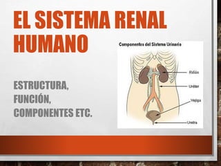 EL SISTEMA RENAL 
HUMANO 
ESTRUCTURA, 
FUNCIÓN, 
COMPONENTES ETC. 
 