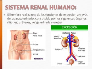 » El hombre realiza una de las funciones de excreción a través 
del aparato urinario, constituido por los siguientes órganos: 
riñones, uréteres, vejiga urinaria y uretra. 
 