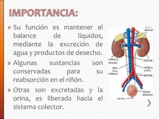 » Su función es mantener el 
balance de líquidos, 
mediante la excreción de 
agua y productos de desecho. 
» Algunas sustancias son 
conservadas para su 
reabsorción en el riñón. 
» Otras son excretadas y la 
orina, es liberada hacia el 
sistema colector. 
 