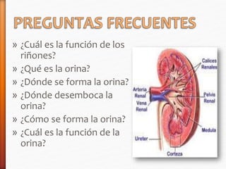 » ¿Cuál es la función de los 
riñones? 
» ¿Qué es la orina? 
» ¿Dónde se forma la orina? 
» ¿Dónde desemboca la 
orina? 
» ¿Cómo se forma la orina? 
» ¿Cuál es la función de la 
orina? 
 