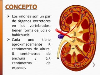  Los riñones son un par 
de órganos excretores 
en los vertebrados, 
tienen forma de judía o 
habichuela. 
 Cada uno tiene 
aproximadamente 13 
centímetros de altura, 
8 centímetros de 
anchura y 2.5 
centímetros de 
espesor. 
 