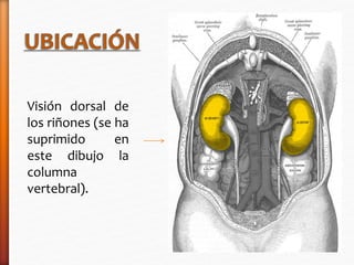 Visión dorsal de 
los riñones (se ha 
suprimido en 
este dibujo la 
columna 
vertebral). 
 