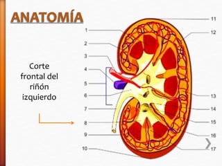 Corte 
frontal del 
riñón 
izquierdo 
 