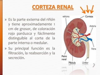 CORTEZA RENAL 
» Es la parte externa del riñón 
y tiene aproximadamente 1 
cm de grosor, de coloración 
rojo parduzca y fácilmente 
distinguible al corte de la 
parte interna o medular. 
» Su principal función es la 
filtración, la reabsorción y la 
secreción. 
 