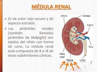 MÉDULA RENAL 
» Es de color rojo oscuro y de 
aspecto estriado. 
» Las pirámides renales 
(también llamadas 
pirámides de Malpighi) son 
tejidos del riñón con forma 
de cono. La médula renal 
está compuesta de 8 a 18 de 
estas subdivisiones cónicas. 
 