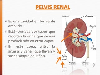 PELVIS RENAL 
» Es una cavidad en forma de 
embudo. 
» Está formada por tubos que 
recogen la orina que se van 
produciendo en otras capas. 
» En este zona, entre la 
arteria y vena que llevan y 
sacan sangre del riñón. 
 