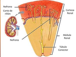 Nefrona 
Corteza 
Renal 
Médula 
Renal 
Túbulo 
Conector 
Nefrona 
Corte de 
riñón 
 