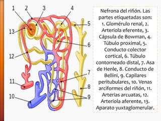 Nefrona del riñón. Las 
partes etiquetadas son: 
1. Glomérulo renal, 2. 
Arteriola eferente, 3. 
Cápsula de Bowman, 4. 
Túbulo proximal, 5. 
Conducto colector 
cortical, 6. Túbulo 
contorneado distal, 7. Asa 
de Henle, 8. Conducto de 
Bellini, 9. Capilares 
peritubulares, 10. Venas 
arciformes del riñón, 11. 
Arterias arcuatas, 12. 
Arteriola aferente, 13. 
Aparato yuxtaglomerular. 
 