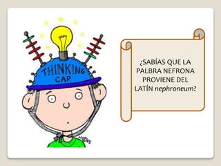 ¿SABÍAS QUE LA 
PALBRA NEFRONA 
PROVIENE DEL 
LATÍN nephroneum? 
 