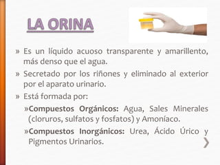 » Es un líquido acuoso transparente y amarillento, 
más denso que el agua. 
» Secretado por los riñones y eliminado al exterior 
por el aparato urinario. 
» Está formada por: 
»Compuestos Orgánicos: Agua, Sales Minerales 
(cloruros, sulfatos y fosfatos) y Amoníaco. 
»Compuestos Inorgánicos: Urea, Ácido Úrico y 
Pigmentos Urinarios. 
 
