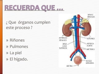 ¿ Que órganos cumplen 
este proceso ? 
» Riñones 
» Pulmones 
» La piel 
» El hígado. 
 