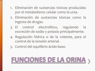 1. Eliminación de sustancias tóxicas producidas 
por el metabolismo celular como la urea. 
2. Eliminación de sustancias tóxicas como la 
ingesta de drogas. 
3. El control electrolítico, regulando la 
excreción de sodio y potasio principalmente. 
4. Regulación hídrica o de la volemia, para el 
control de la tensión arterial. 
5. Control del equilibrio ácido-base. 
 