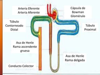 Cápsula de 
Bowman 
Glomérulo 
Arteria Eferente 
Arteria Aferente 
Túbulo 
Proximal 
Túbulo 
Contorneado 
Distal 
Asa de Henle 
Rama delgada 
Asa de Henle 
Rama ascendente 
gruesa 
Conducto Colector 
 