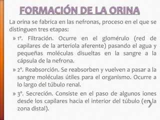 La orina se fabrica en las nefronas, proceso en el que se 
distinguen tres etapas: 
» 1º. Filtración. Ocurre en el glomérulo (red de 
capilares de la arteriola aferente) pasando el agua y 
pequeñas moléculas disueltas en la sangre a la 
cápsula de la nefrona. 
» 2º. Reabsorción. Se reabsorben y vuelven a pasar a la 
sangre moléculas útiles para el organismo. Ocurre a 
lo largo del túbulo renal. 
» 3º. Secreción. Consiste en el paso de algunos iones 
desde los capilares hacia el interior del túbulo (en la 
zona distal). 
 