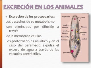 » Excreción de los protozoarios: 
Los desechos de su metabolismo 
son eliminados por difusión a 
través 
de la membrana celular. 
Los protozoario es acuático y en el 
caso del paramecio expulsa el 
exceso de agua a través de las 
vacuolas contráctiles. 
 