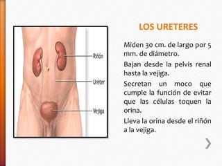 LOS URETERES 
Miden 30 cm. de largo por 5 
mm. de diámetro. 
Bajan desde la pelvis renal 
hasta la vejiga. 
Secretan un moco que 
cumple la función de evitar 
que las células toquen la 
orina. 
Lleva la orina desde el riñón 
a la vejiga. 
 