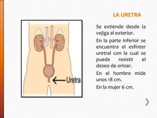 LA URETRA 
Se extiende desde la 
vejiga al exterior. 
En la parte inferior se 
encuentra el esfínter 
uretral con la cual se 
puede resistir el 
deseo de orinar. 
En el hombre mide 
unos 18 cm. 
En la mujer 6 cm. 
 